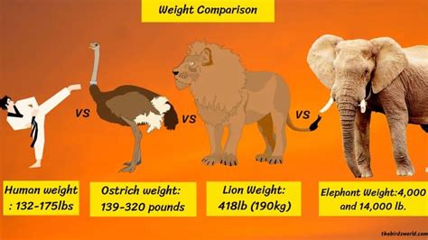 ostrich step size.